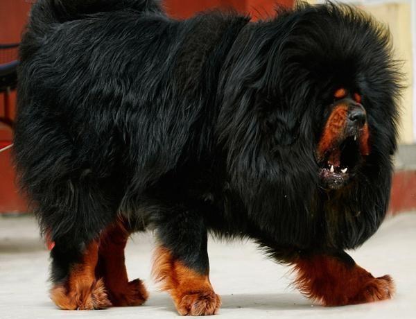 世界上最大的藏獒有多大图片