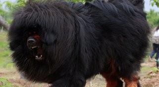 世界上最大的藏獒有多大图片