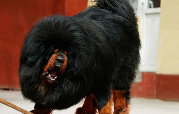 世界上最大的藏獒有多大图片