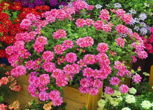 耐晒耐寒四季开花的花