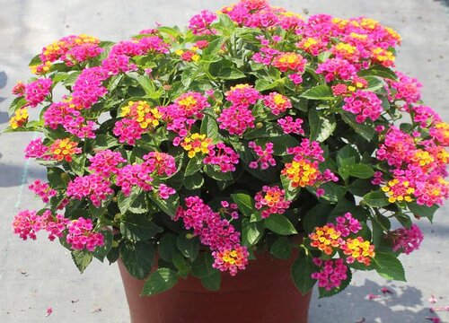 耐晒耐寒四季开花的花