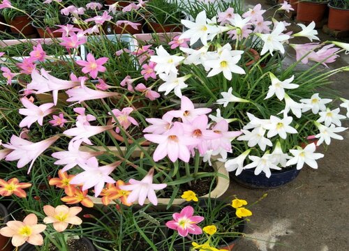 耐晒耐寒四季开花的花