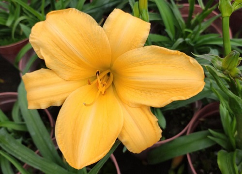 耐晒耐寒四季开花的花