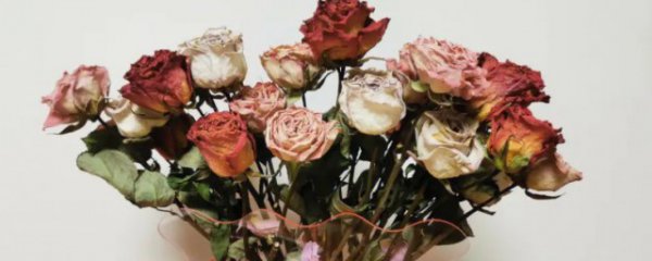 卧室可以放干花吗