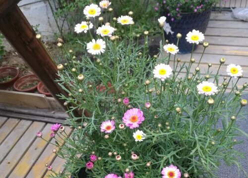 菊花花期是什么时候