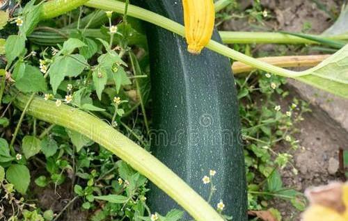 南瓜只长藤不结瓜怎么管理