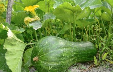 南瓜只长藤不结瓜怎么管理
