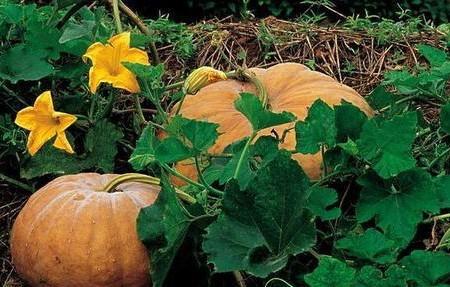 南瓜只长藤不结瓜怎么管理