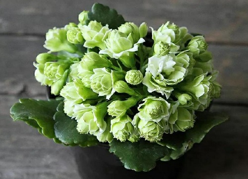 巴黎长寿花能养成老桩吗