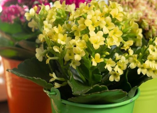 巴黎长寿花能养成老桩吗