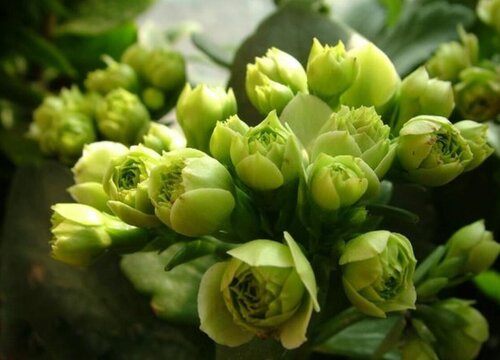 巴黎长寿花能养成老桩吗