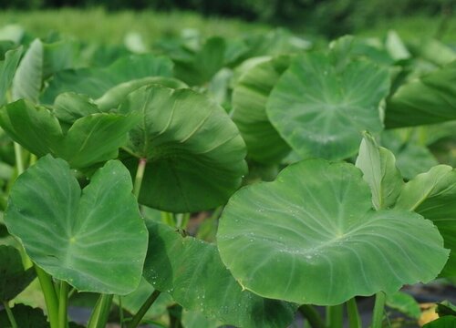 独角莲的功效与作用