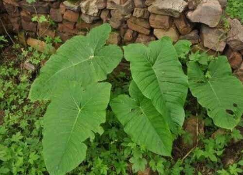 独角莲的功效与作用