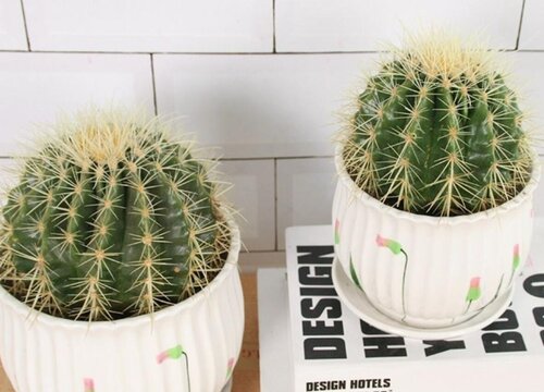 黄刺金琥开花吗