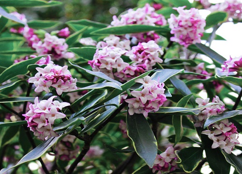 瑞香冬天怎么养护