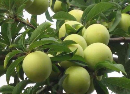 青李子什么时候上市