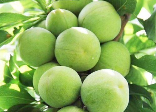 青李子什么时候上市