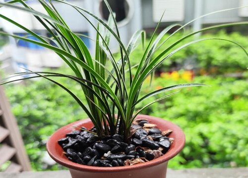 三月份兰花怎样浇水