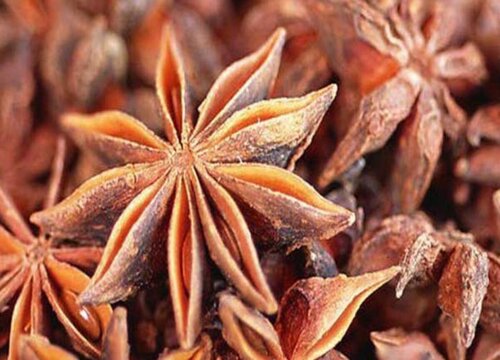 种植八角赚钱吗