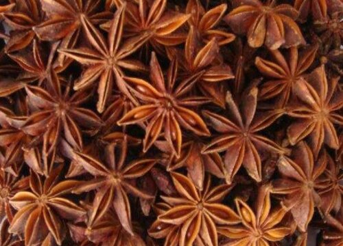 种植八角赚钱吗