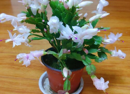 蟹爪兰花谢后还能再开花吗