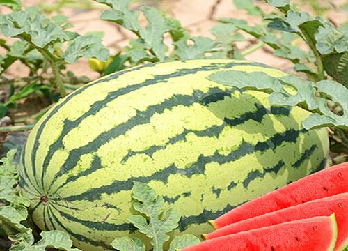 水果有公母之分吗