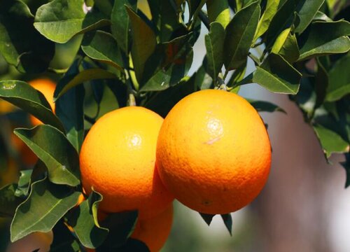 水果有公母之分吗