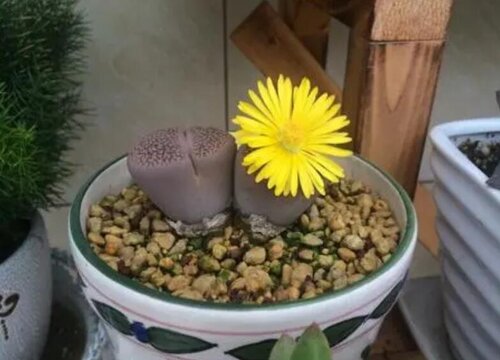 如何养护让植物顺利的孕育花芽