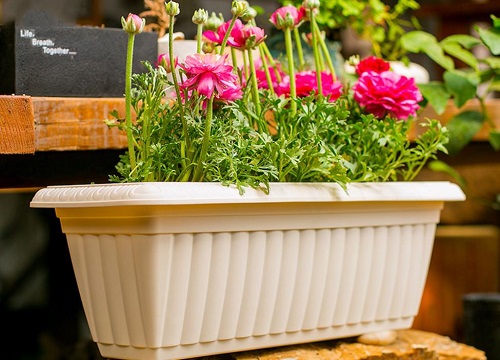 如何养护让植物顺利的孕育花芽