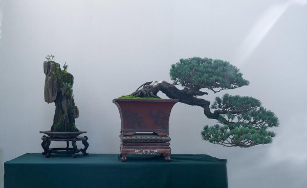 怎么刺激老桩发芽