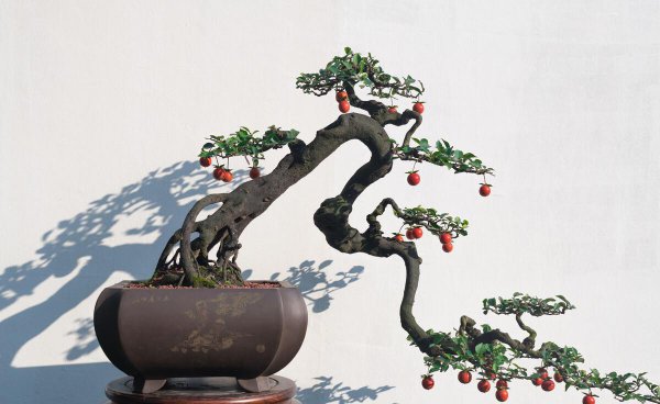 怎么刺激老桩发芽