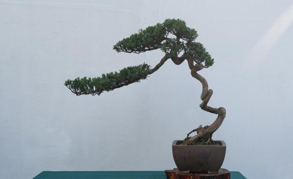 怎么刺激老桩发芽