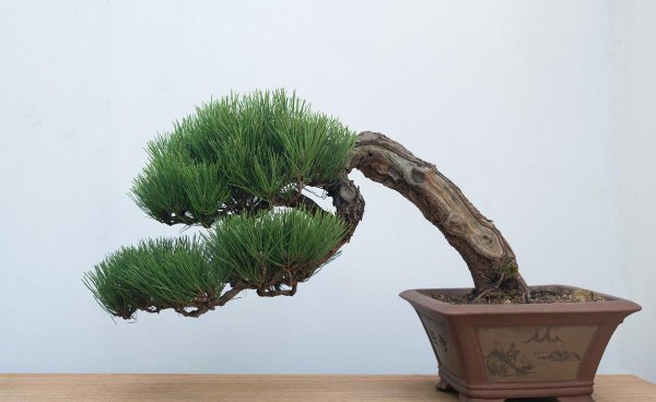 怎么刺激老桩发芽