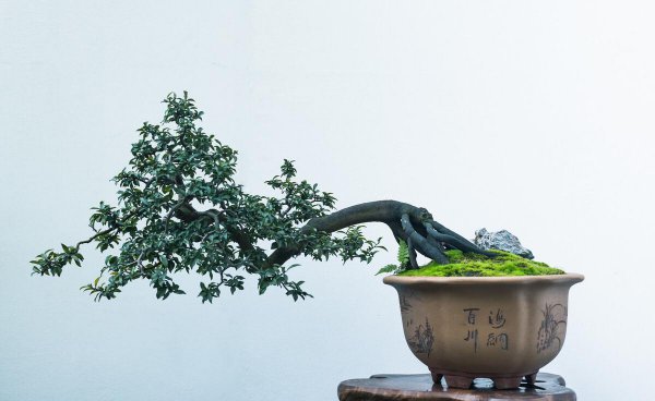 怎么刺激老桩发芽