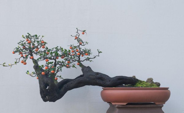 怎么刺激老桩发芽