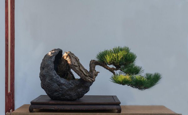 怎么刺激老桩发芽