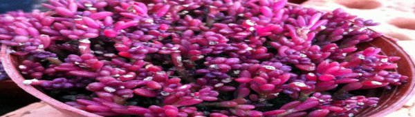 黑米和紫米的区别