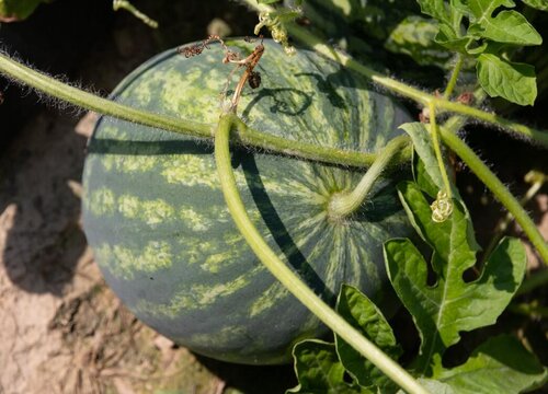 西瓜的种植时间和收获时间