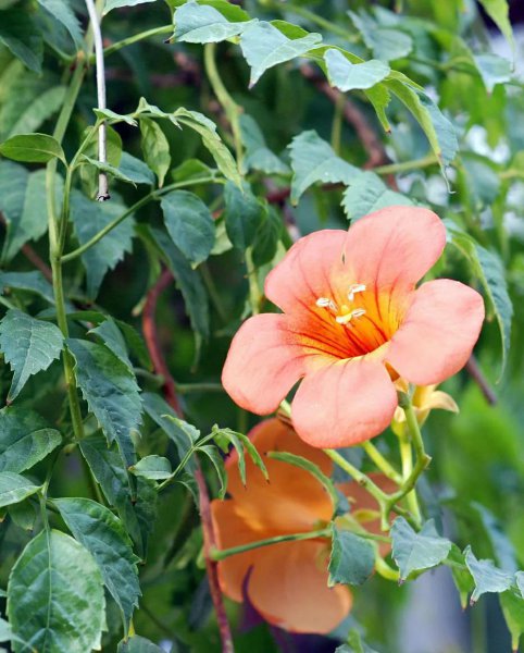 为什么门前不栽凌霄花