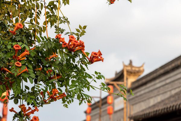 为什么门前不栽凌霄花