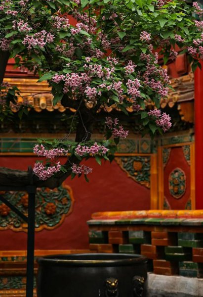 为什么门前不栽凌霄花