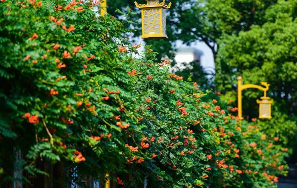 为什么门前不栽凌霄花