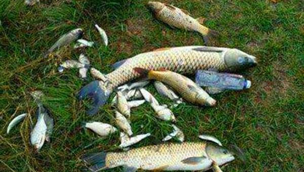 加粗尾浮漂应该如何正确调漂图解