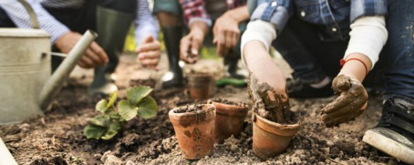 庭院适合种哪些花卉树种