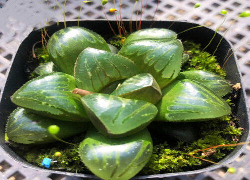 玉露的风水意义及禁忌