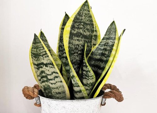 用什么喂给虎皮兰长小芽蹿满盆