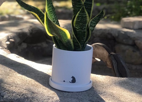 用什么喂给虎皮兰长小芽蹿满盆