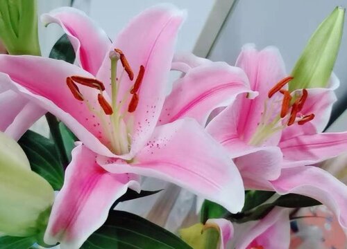 百合花的样子和特点描写