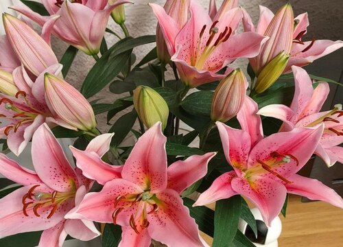 百合花的样子和特点描写