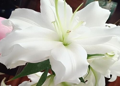 百合花的样子和特点描写